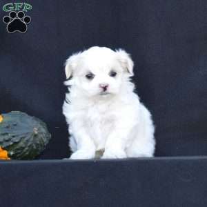 Nikki, Maltese Puppy